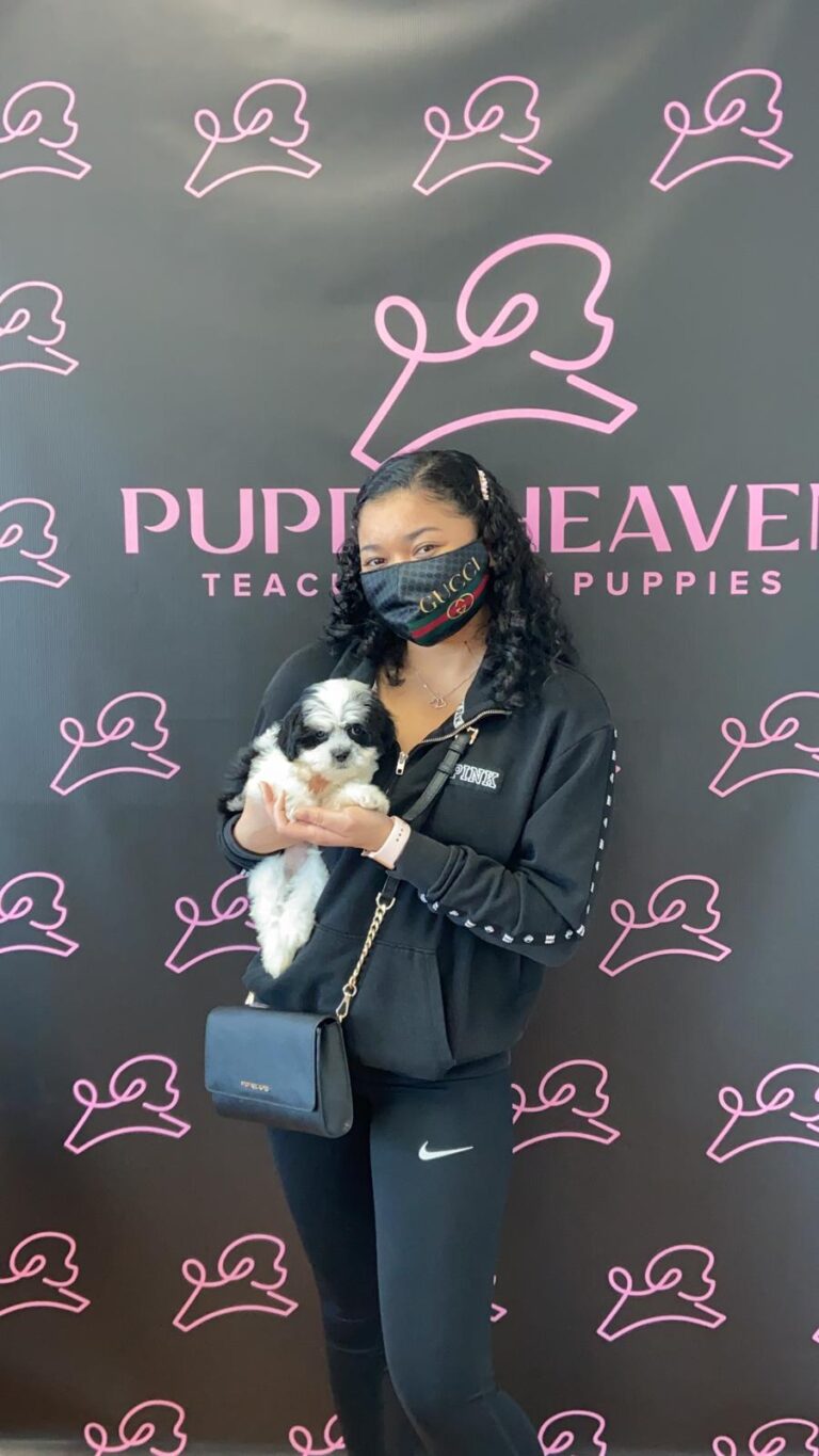 Toy ShihTzu Puppy Las Vegas