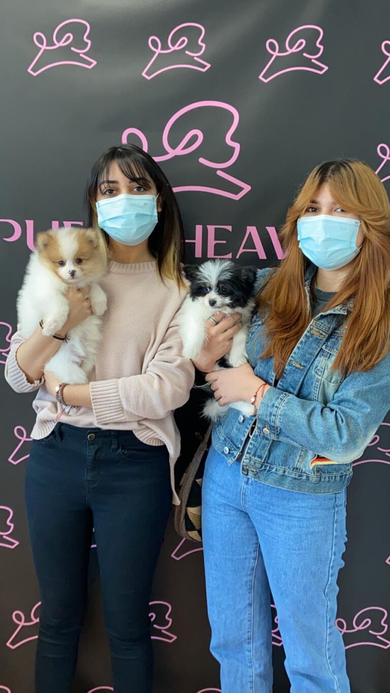 Family adopts 2 sweet Pomeranian puppies at Puppy Heaven Las Vegas