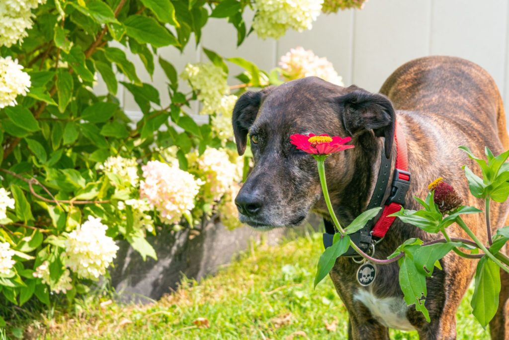 a dog standing next to a bush