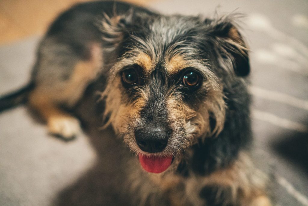 black and brown long coated dog