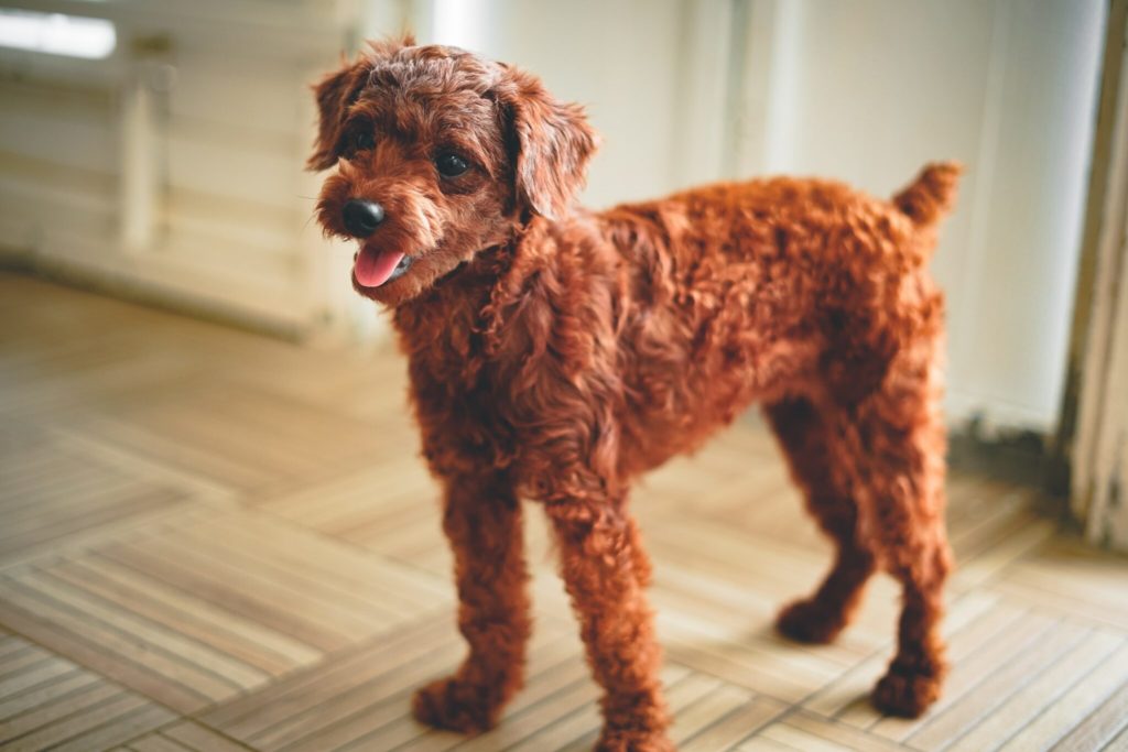 brown long coated small dog on white and brown stripe textile