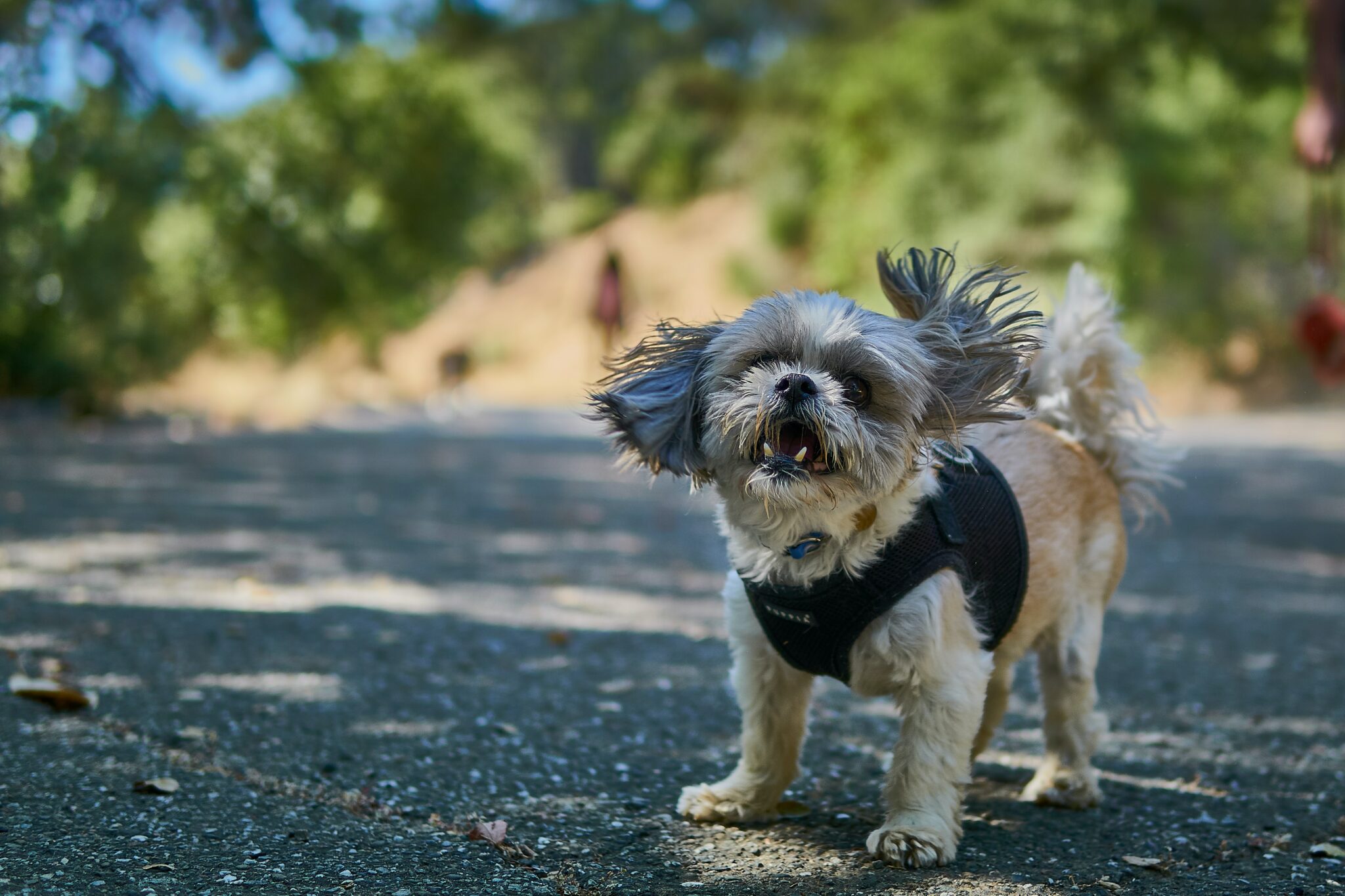 dog standing on road selective focus photography