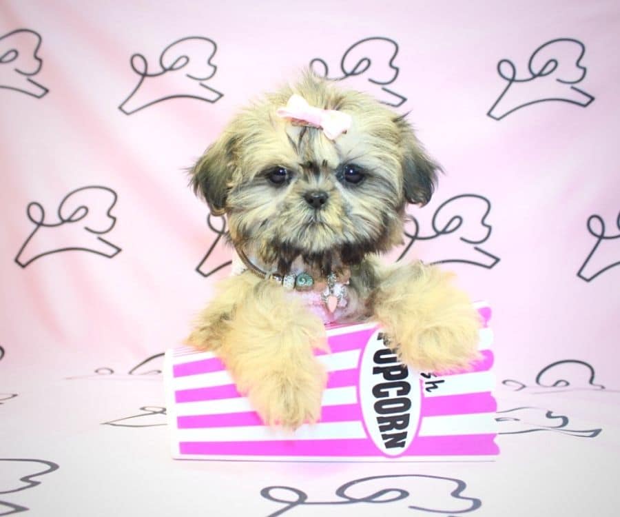 Barcelona toy shih tzu puppy in Las VegasLos Angeles