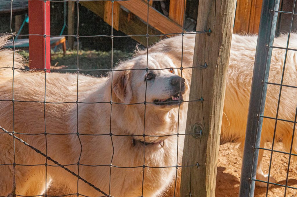 a large white dog standing next to a fence