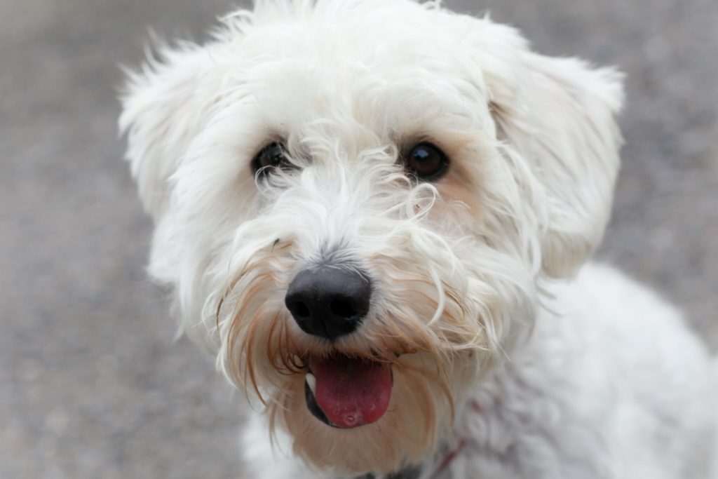 white long coated small dog