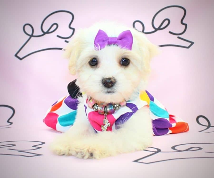 Cecillia Bartoli maltipoo dog in Los Angeles.3