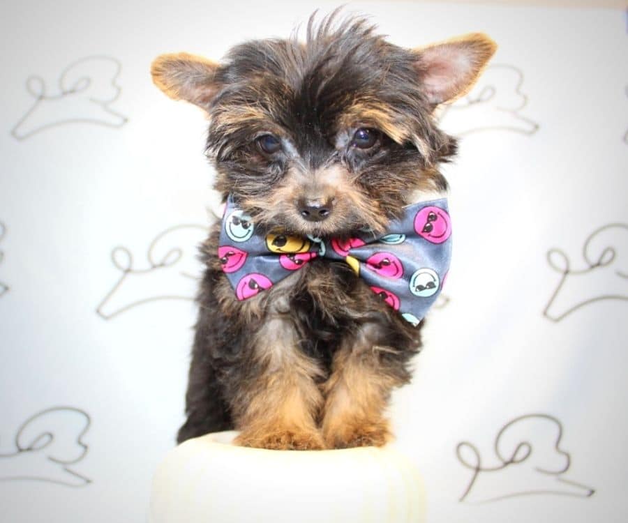 Enrico Caruso teacup yorkie in San Diego.0