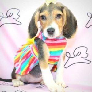 Beagle