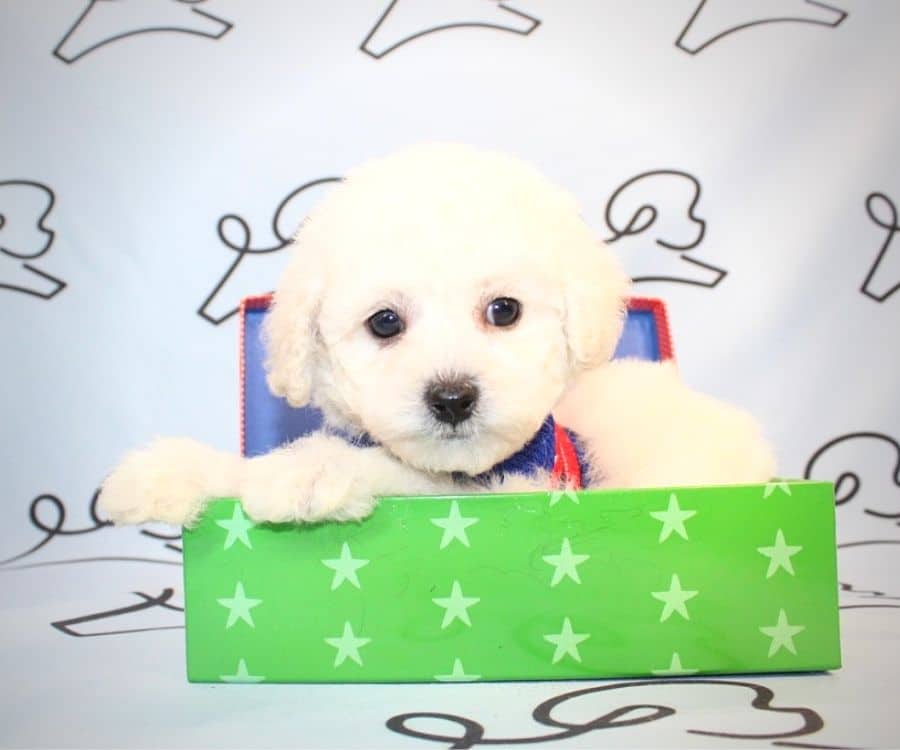 Farinelli Maltipoo puppy for sale near me.0