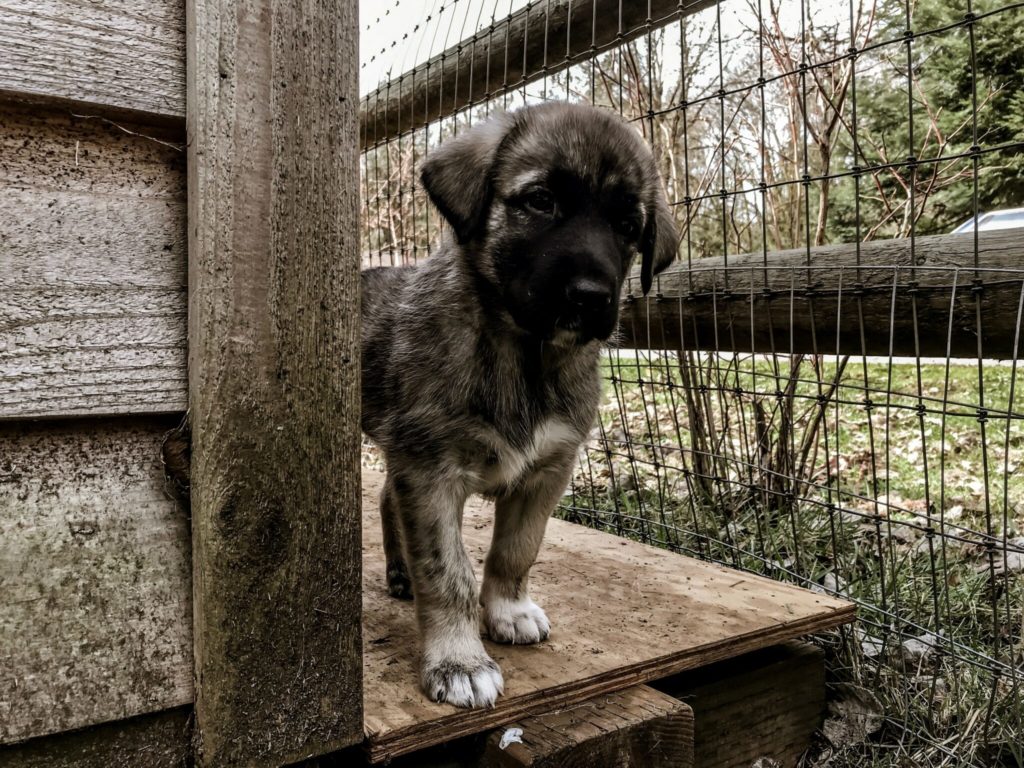 brown and black short coated dog on brown wooden table