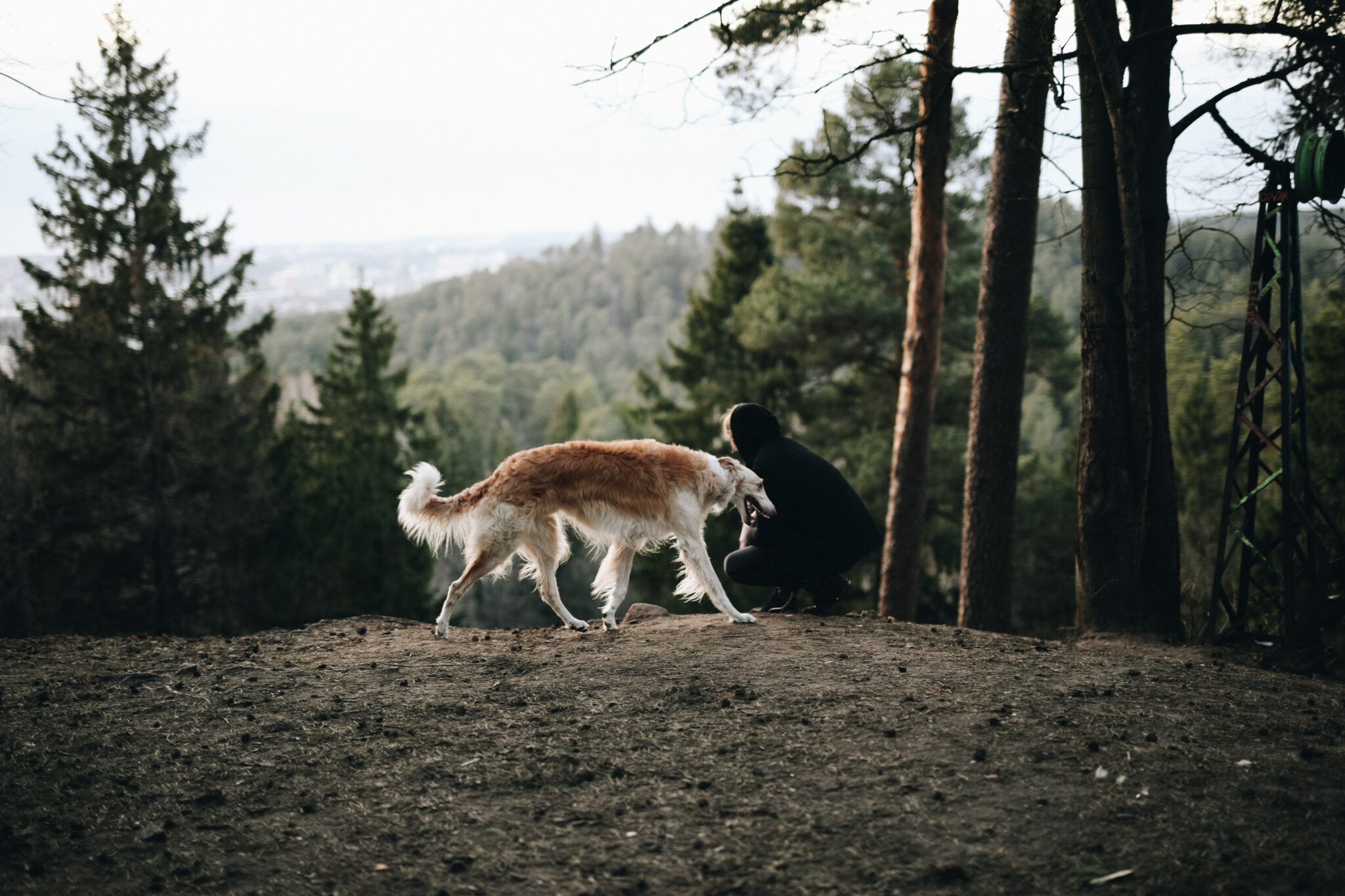 white and brown dog walking on dirt ground near trees during daytime