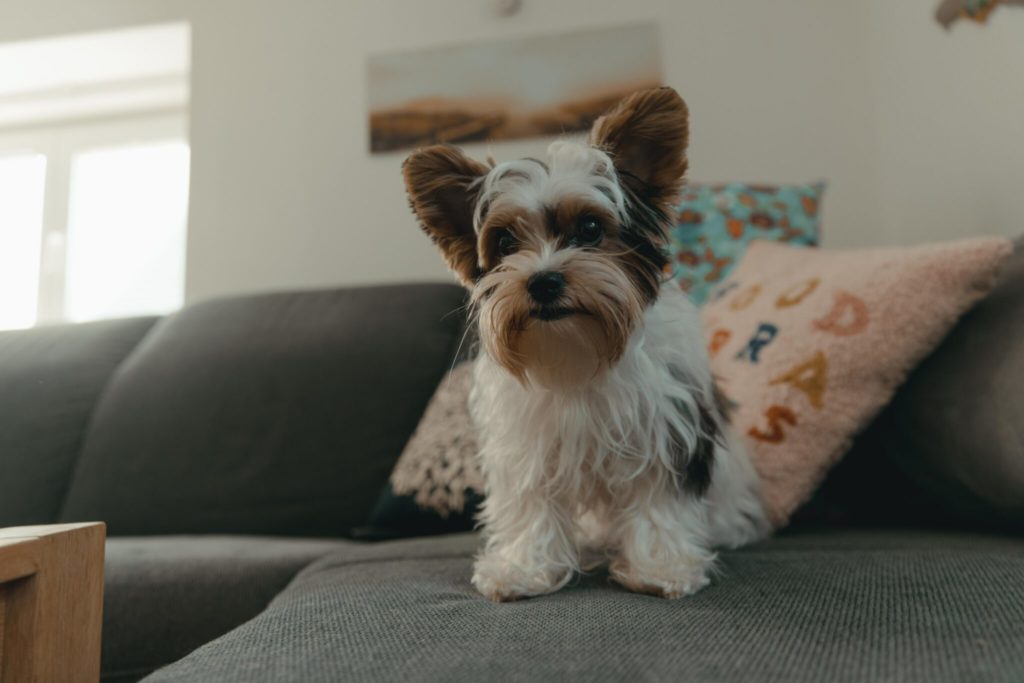 a dog sitting on a couch