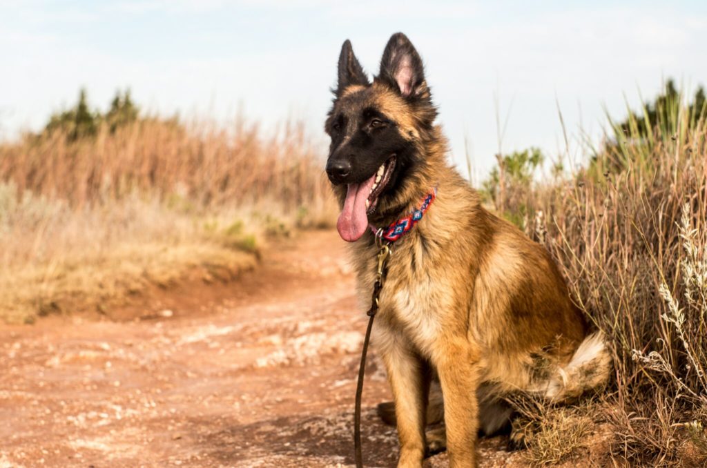 a german shepherd dog sitting on a dirt road