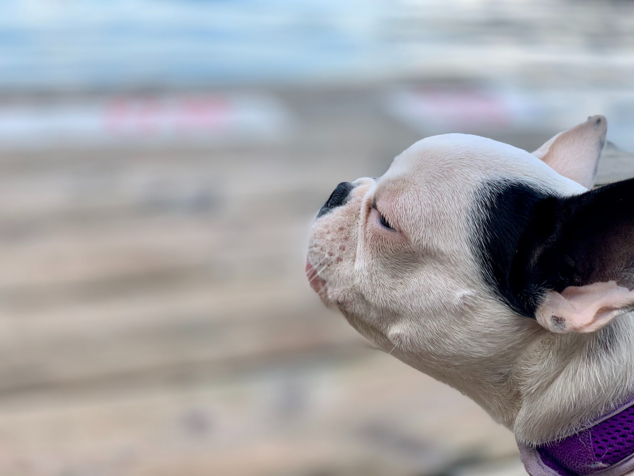 selective focus photography of white and black pit bull