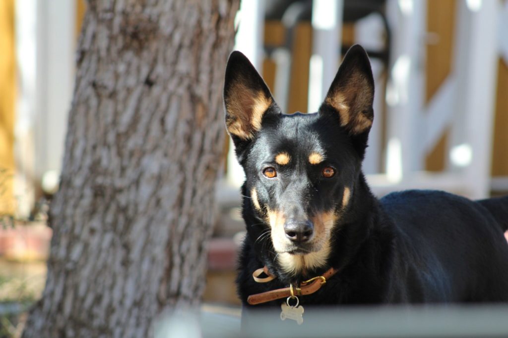 a black and brown dog standing next to a tree