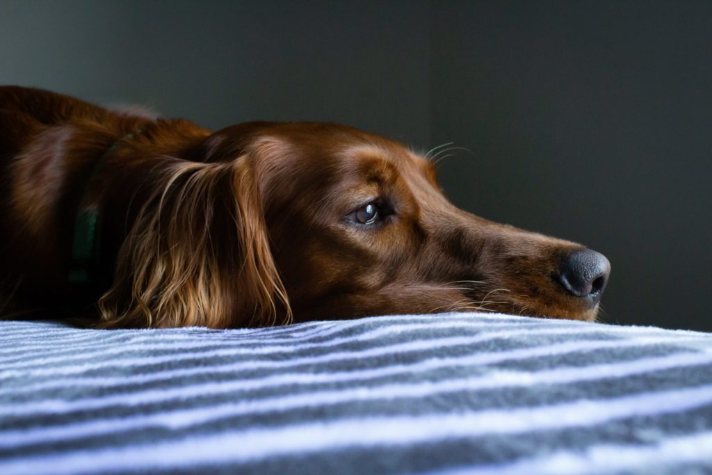 short-coat brown dog lying on blue and white striped bedspread