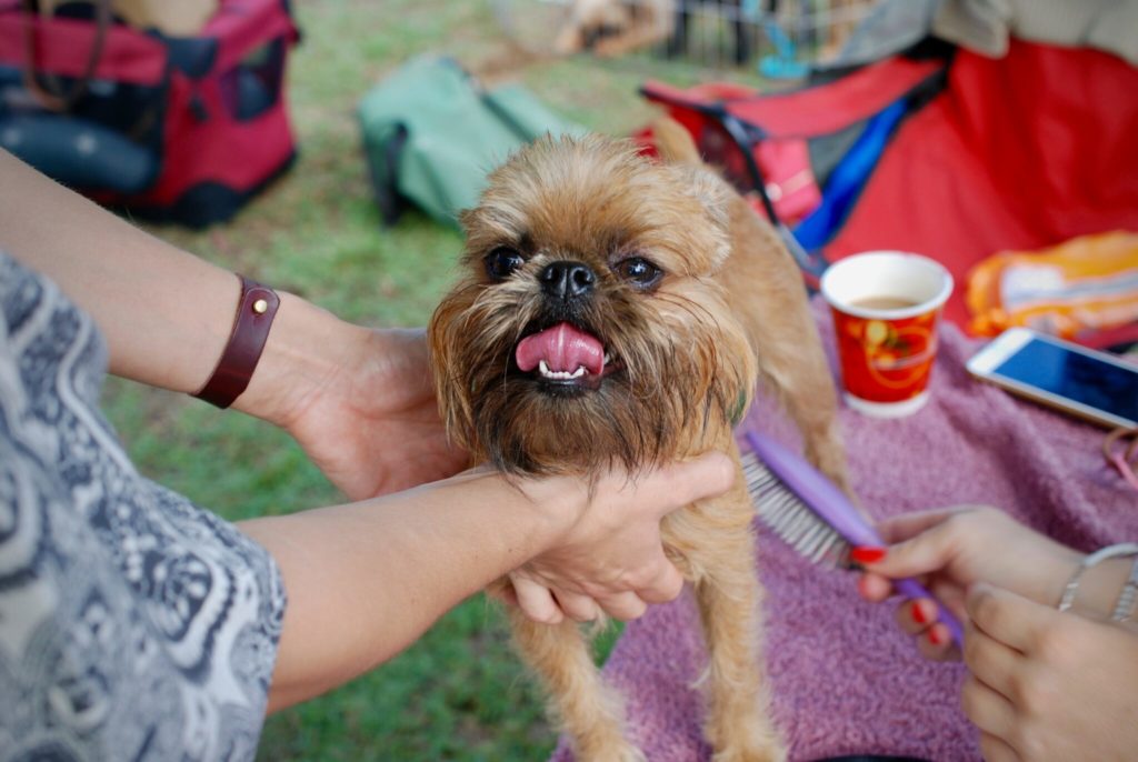 person holding short-coated brown dog