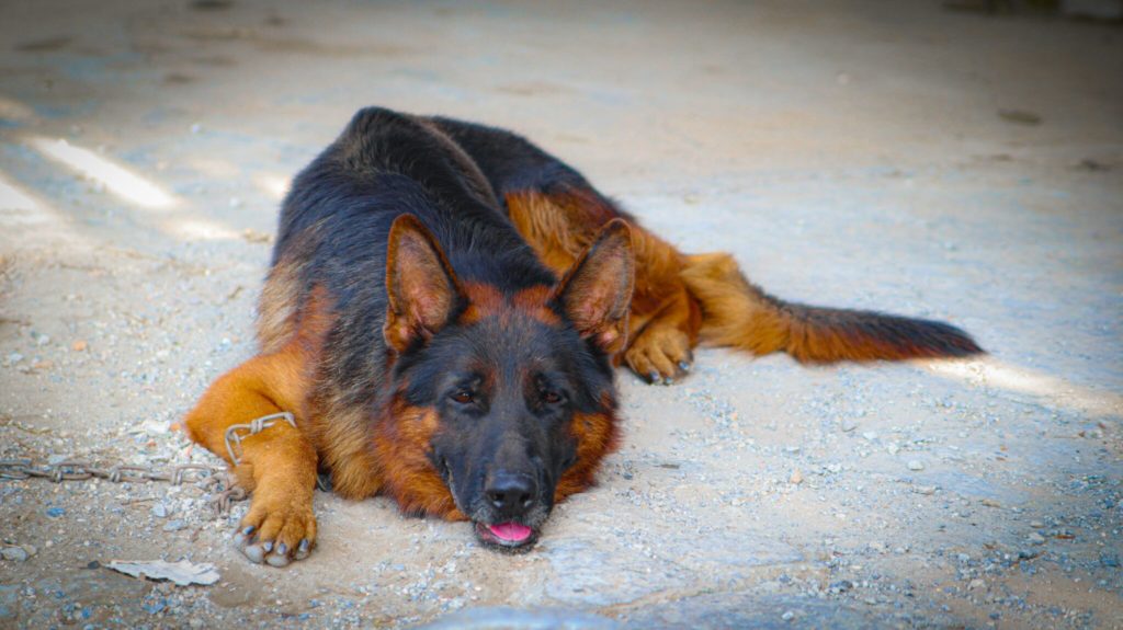 a dog lying on the ground