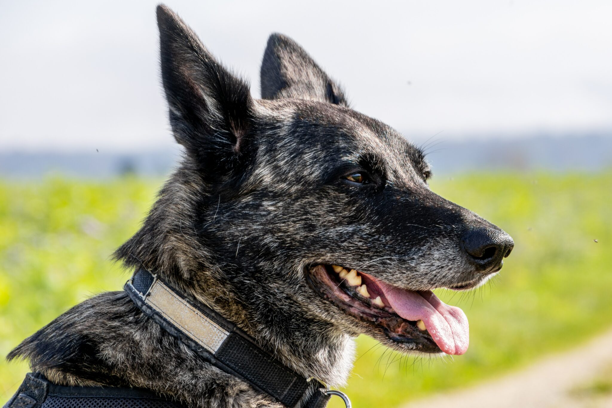 a dog with its tongue out