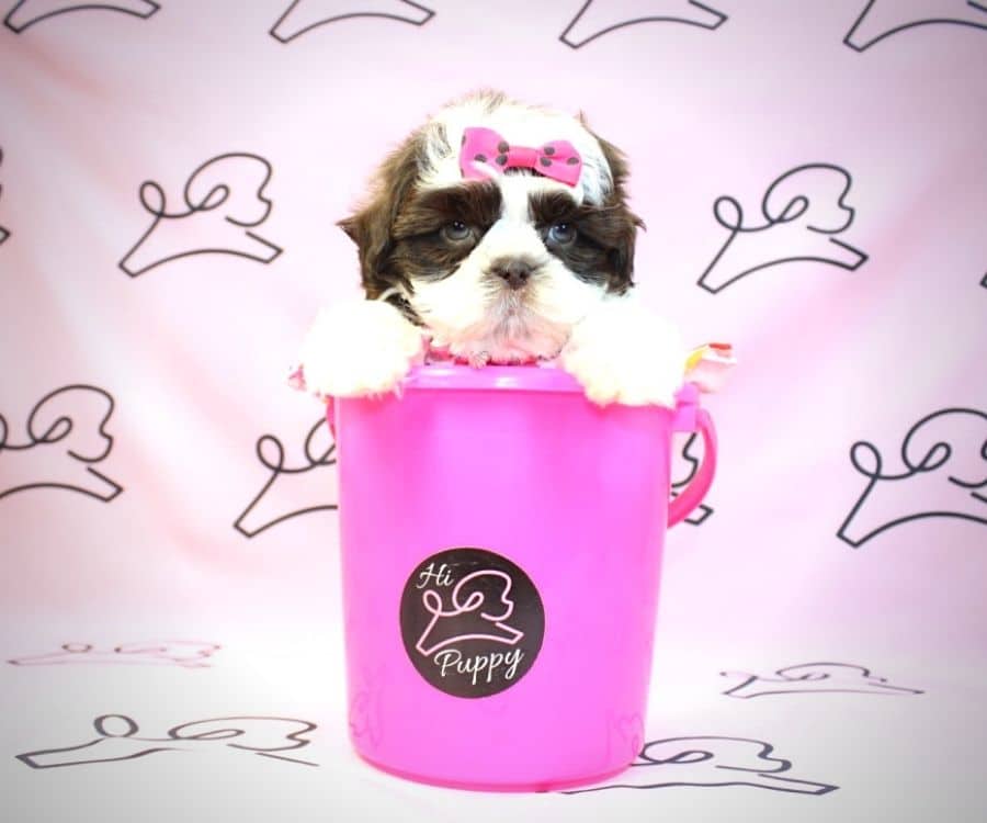 Tootie shih tzu breeders in las vegas Nevada