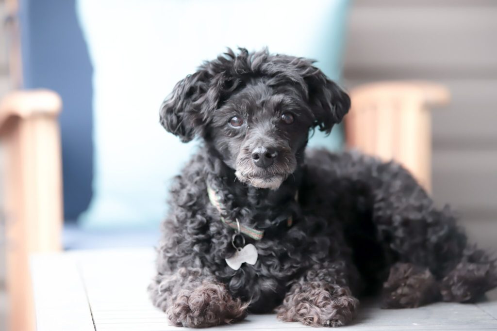 black poodle puppy on blue textile