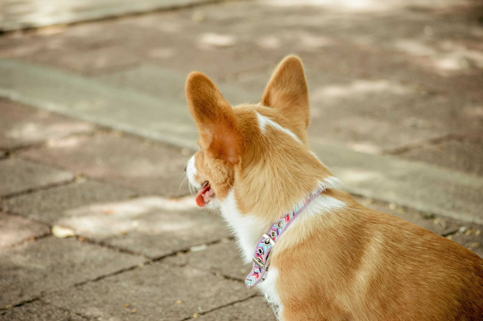 short-coated fawn dog