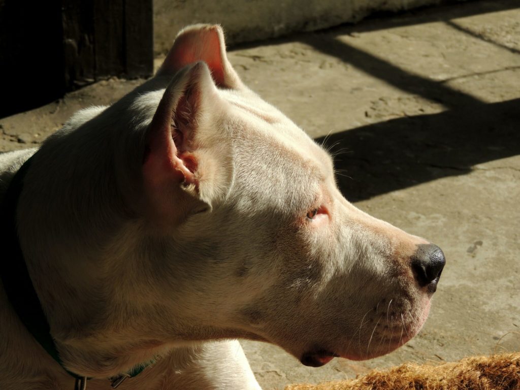 a close up of a dog laying on the ground