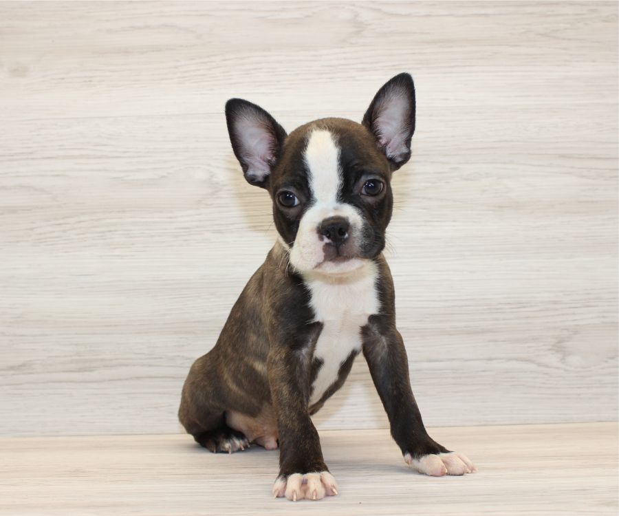 Boston Terrier