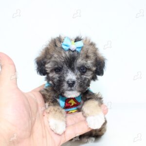 Yorkipoo