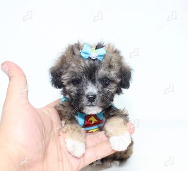 Yorkipoo