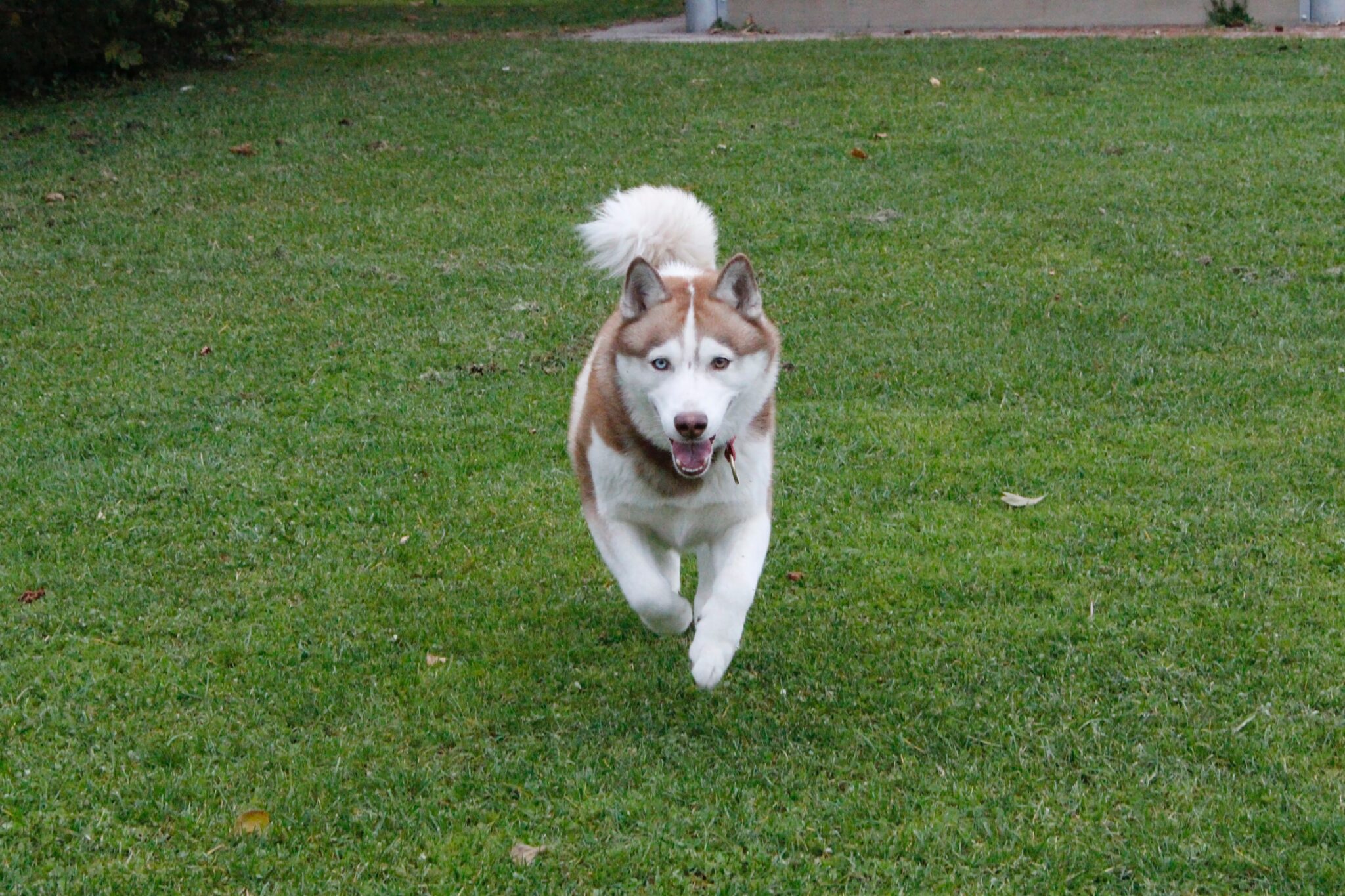 a brown and white dog running across a lush green field