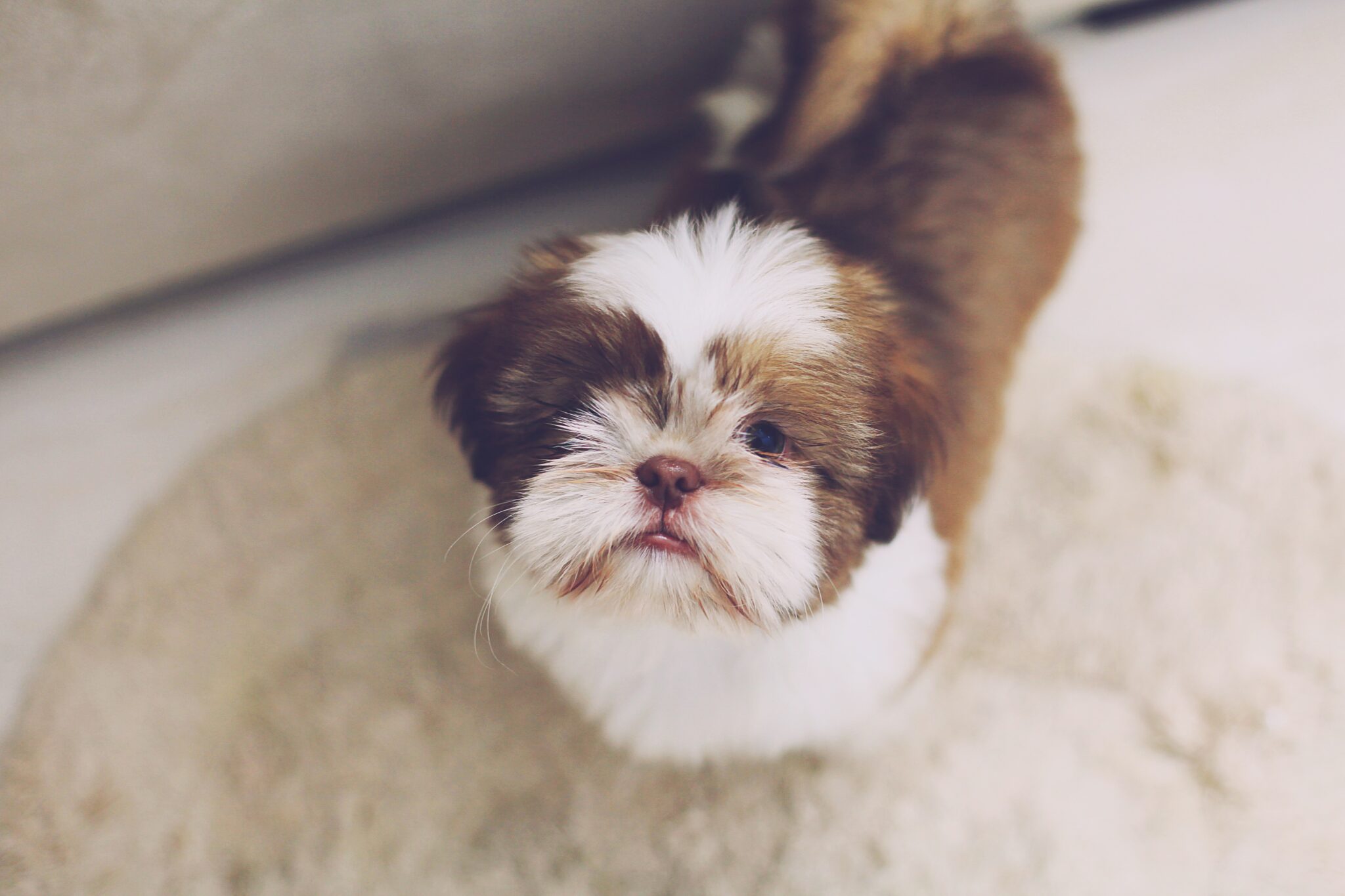 brown and white shih tzu puppy