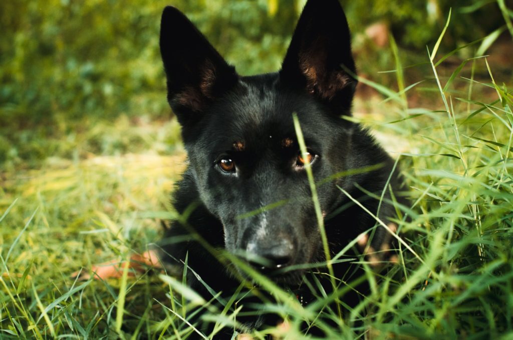 a close up of a dog laying in the grass