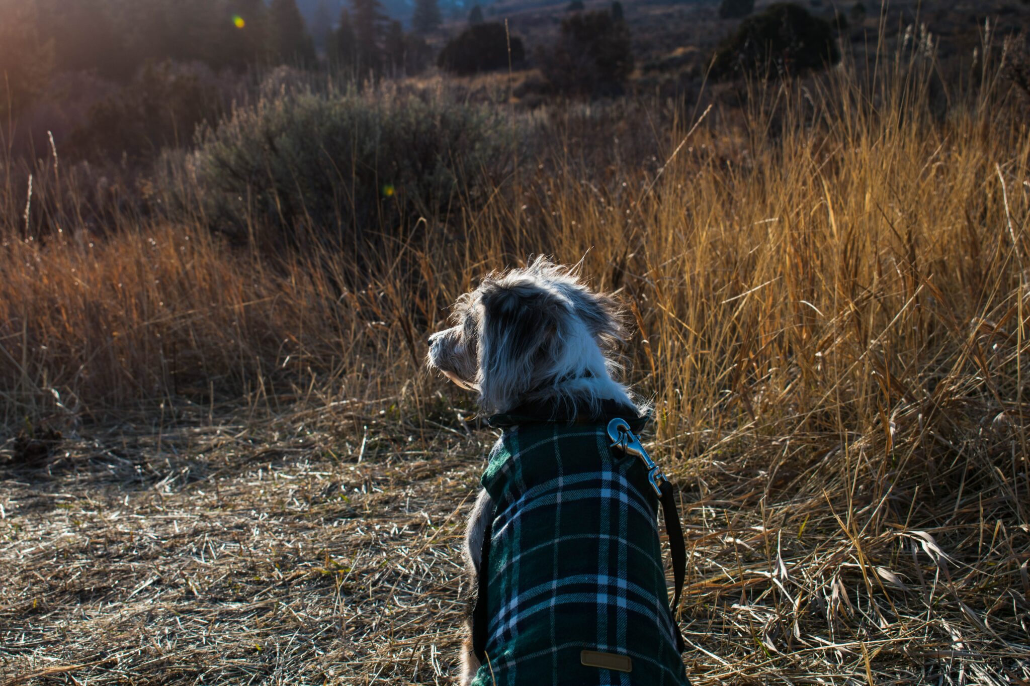 dog wearing green coat