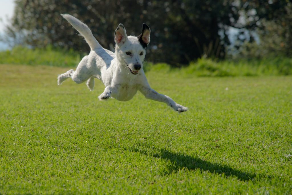 dog jumping on lawn during daytime