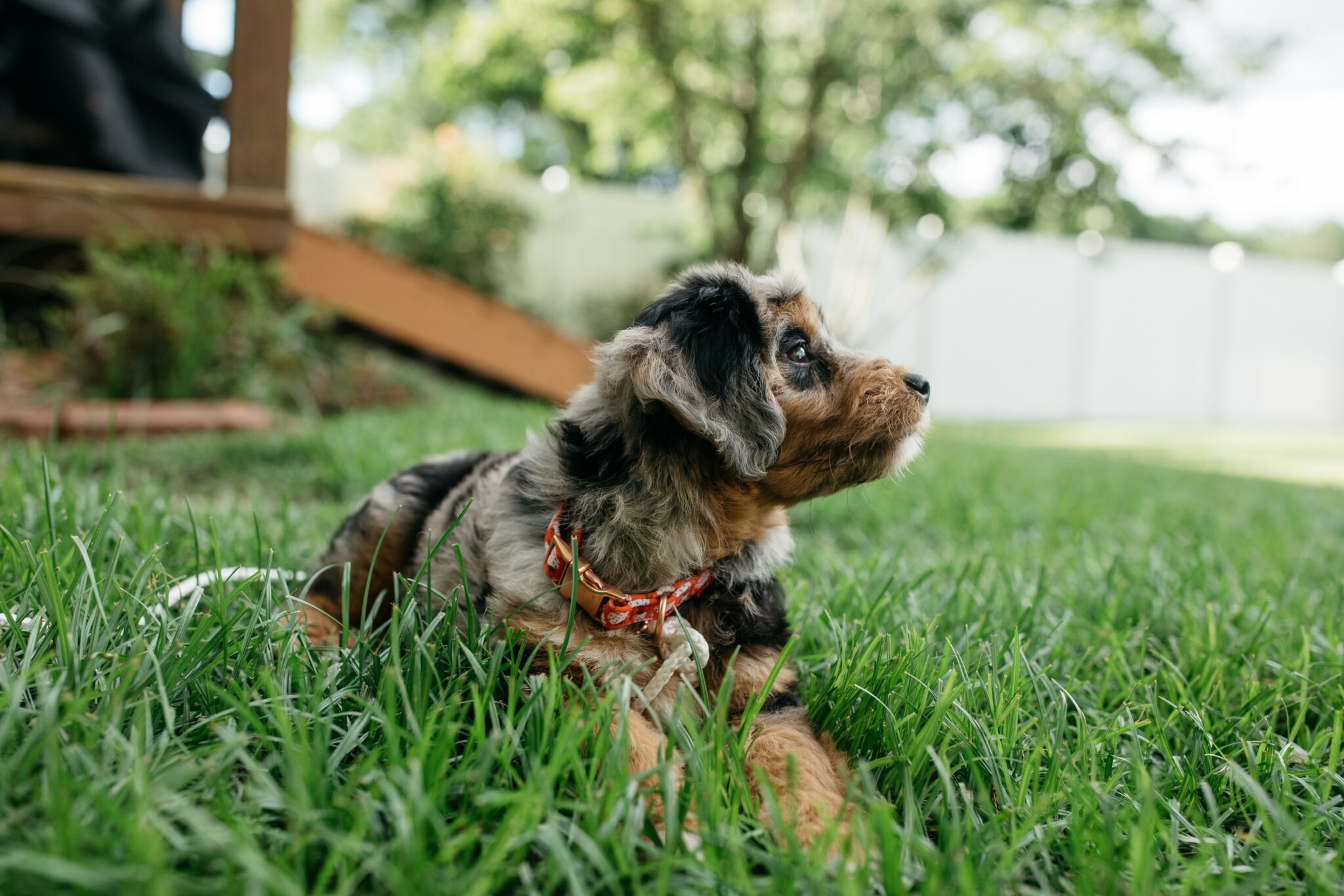 black and brown long coated dog on green grass during daytime