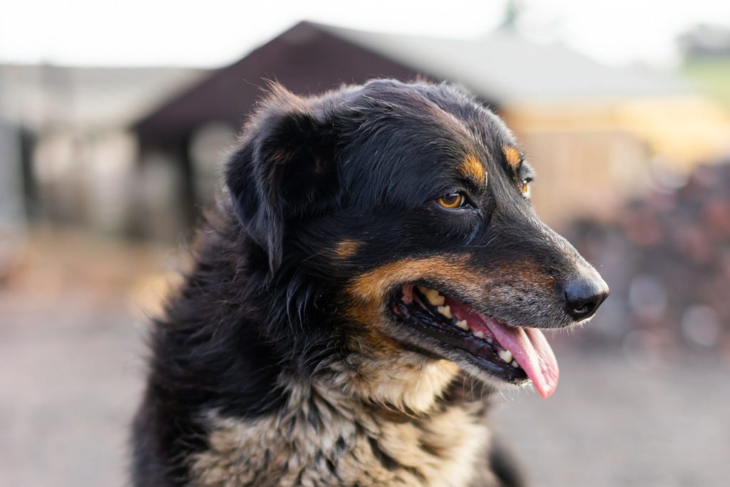 a close up of a dog with a blurry background