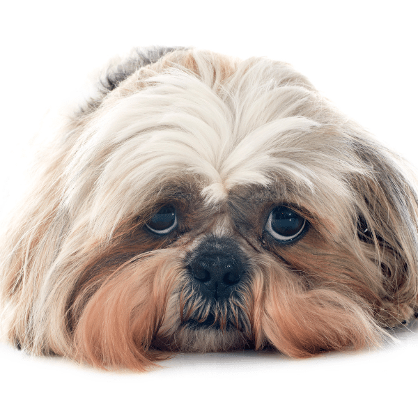 shih tzu.4|shih tzu.1|shih tzu.2|shih tzu.3