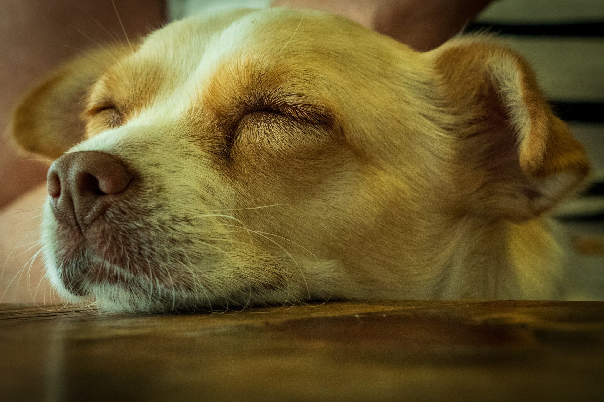 white and brown short coated dog