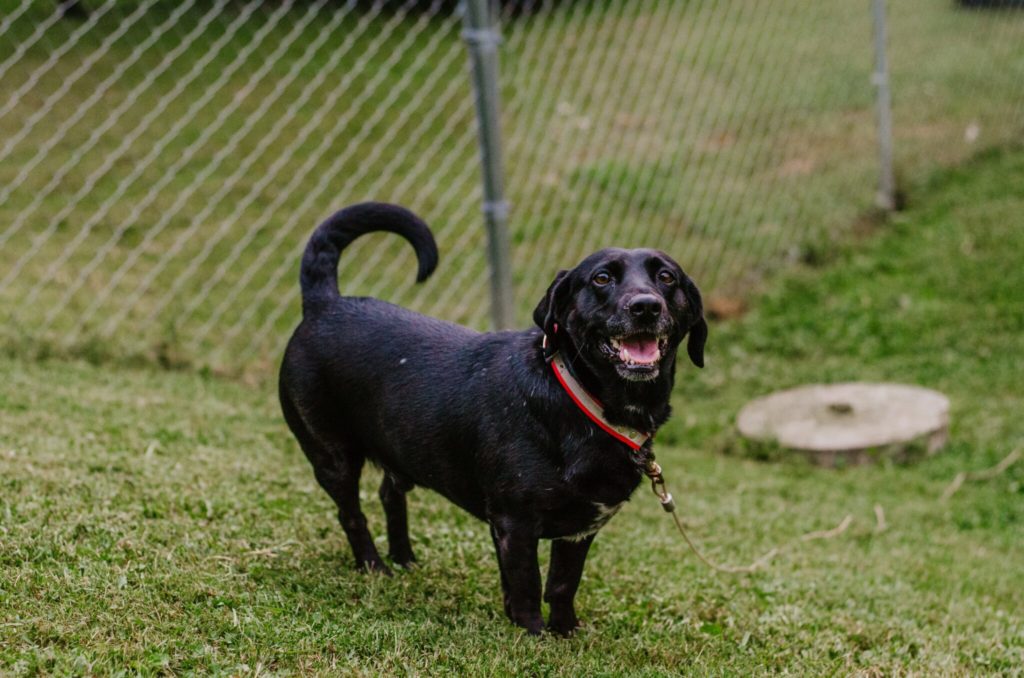 a black dog standing on top of a lush green field