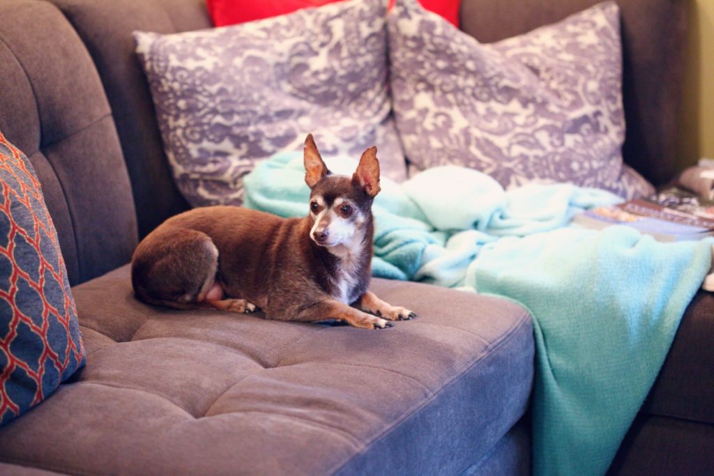 brown and white short coated small dog on blue couch