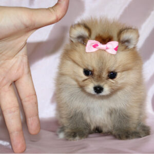 Pomeranian