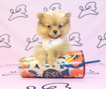 brandy-pomeranians-breeders.jpg