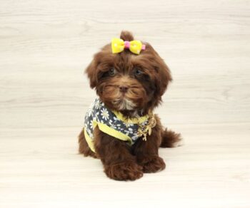 chocolate-havanese-puppies-.jpg