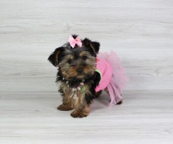 ducky-yorkie-puppies-for-sale-qjdfrec381k2arwzc72k07oout5xqbag8f8ftzhjyk