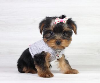 miss-universe-yorkie-puppies-for-sale.jpg