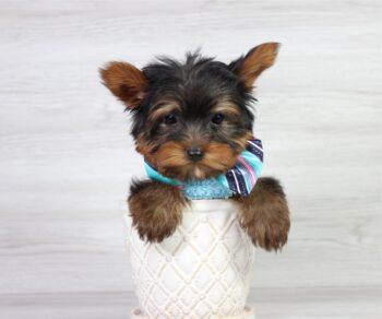 mr-perfect-yorkie-with-floppy-ears.jpg