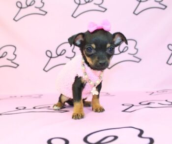 rice-Chihuahua-puppies-teacup-for-sale.jpg