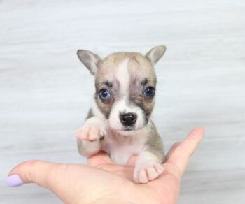 zola-Chihuahua-puppies-names.jpg