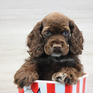 Cocker Spaniel